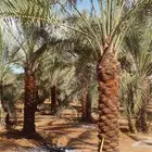 نخل واشنطن للبيع جميع المقاسات متوفره
