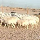 ضان حرية صنف