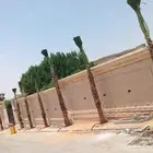 نخل واشنطن للبيع