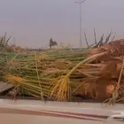 نخل مثمر للبيع متواجد في محايل عسير وضواحيها بسعر مناسب