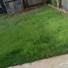 تنسيق حداىق