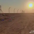 زراعه نخيل