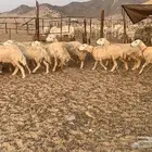 غنم خلفات حرش صنف عددها 32