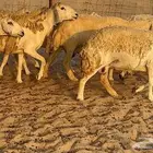 خلفات صنف تم البيع