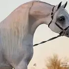 مربط للايجار بمكة