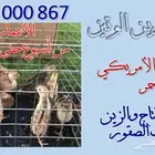 للبيع طيور الفزن ( فزن أمريكي أحمر )