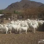 غنم حرية حبص تربية مزرعة