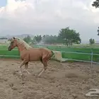 فحل بلامينو شيخ تم البيع الله يبارك