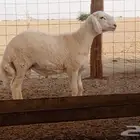 مشروع فحل ابرص تم بيعه