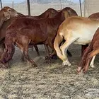 غنم مقاني سواكنيات صنف 50 تحتها 4