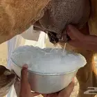 خلفه فارعة حمرا منيحه ((تم البيع))