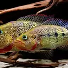 متوفر سمكة Green bay snook