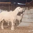 مشروع فحل ابرص تم بيعه