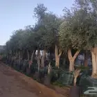 توريدنخيل وأشجار زيتون