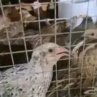 سمان (فري) توه بدأ يبيض جاهز لذبح البيع جملة وتفريد
