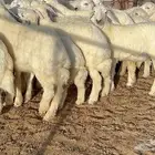 خلفات حرش صنف 36 تحتها 30 بهمها ذبايح كبار مقرع