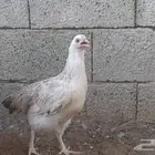 صوص فرنسي للبيع احمر وكولمبي