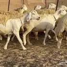 رخال حرش صنف نوادر 78 بالفحول تحتها 3
