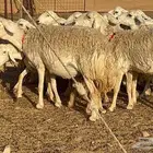 غنم حرش وبره ملكيه 45 راس صنف الصنف