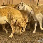 حريات حرش صنف الصنف ( تم البيع )