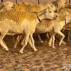 غنم صنف نوادر 53 تحتها 3