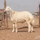 فحل مشروط صغير سن تم بيعه