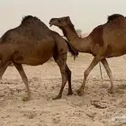 ابل لقاح سواحل حمر صنف