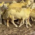 غنم حرش دفيع مفاصيل 50 تحتها 1
