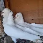 حمام بلجيكي للبيع