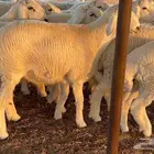 طليان طايفيه مقفله شحم خمس اشهر