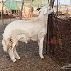 فحل جذع مشروط تم بيعه