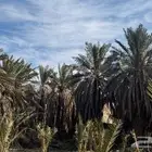 نخل مثمر