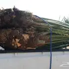 نخل الزلفي توصيل جميع مناطق المملكة