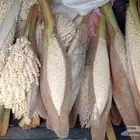 لقاح بار طازج البودره فيه