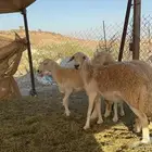 غنم حريات رخال حرش صنف