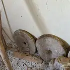 تراثيات للبيع بالكامل