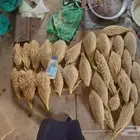لقاح نخل