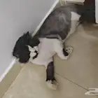 قط معقم للتبني