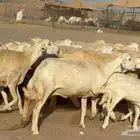 غنم حريات خلفات طيبة عددها 23 تحتها 23 غنم جروم