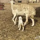 رخله حرشه خلفه
