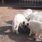 هرافي حري صغار العدد 7