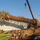 نخل للبيع جده مكه نخل بجميع أنواعه وجميع المقاسات