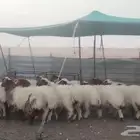 للبيع رخال نعيم مراح واحد طيبه