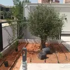 شجر زيتون كبيره