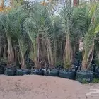 سلام عليكم عندنا نخل مجذر سكري ومشكلات حياته فل