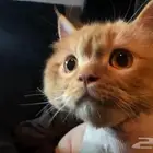 قط للتبنى