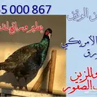 طير الفزن الأمريكي ( فزن ) للصقارة