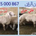 طلي حري ما شاء الله