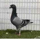 للبيع بيوتي هومر