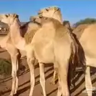 استيراد مواشي ( غنم - ابل )